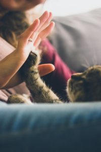 person giving high five to grey cat
