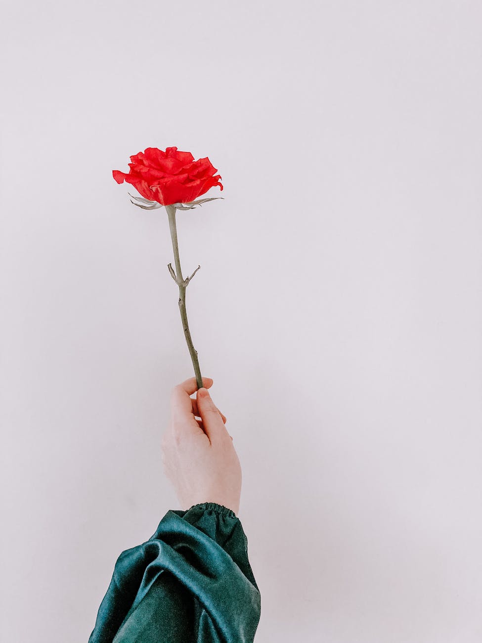 anonymous woman showing fragrant rose against white wall