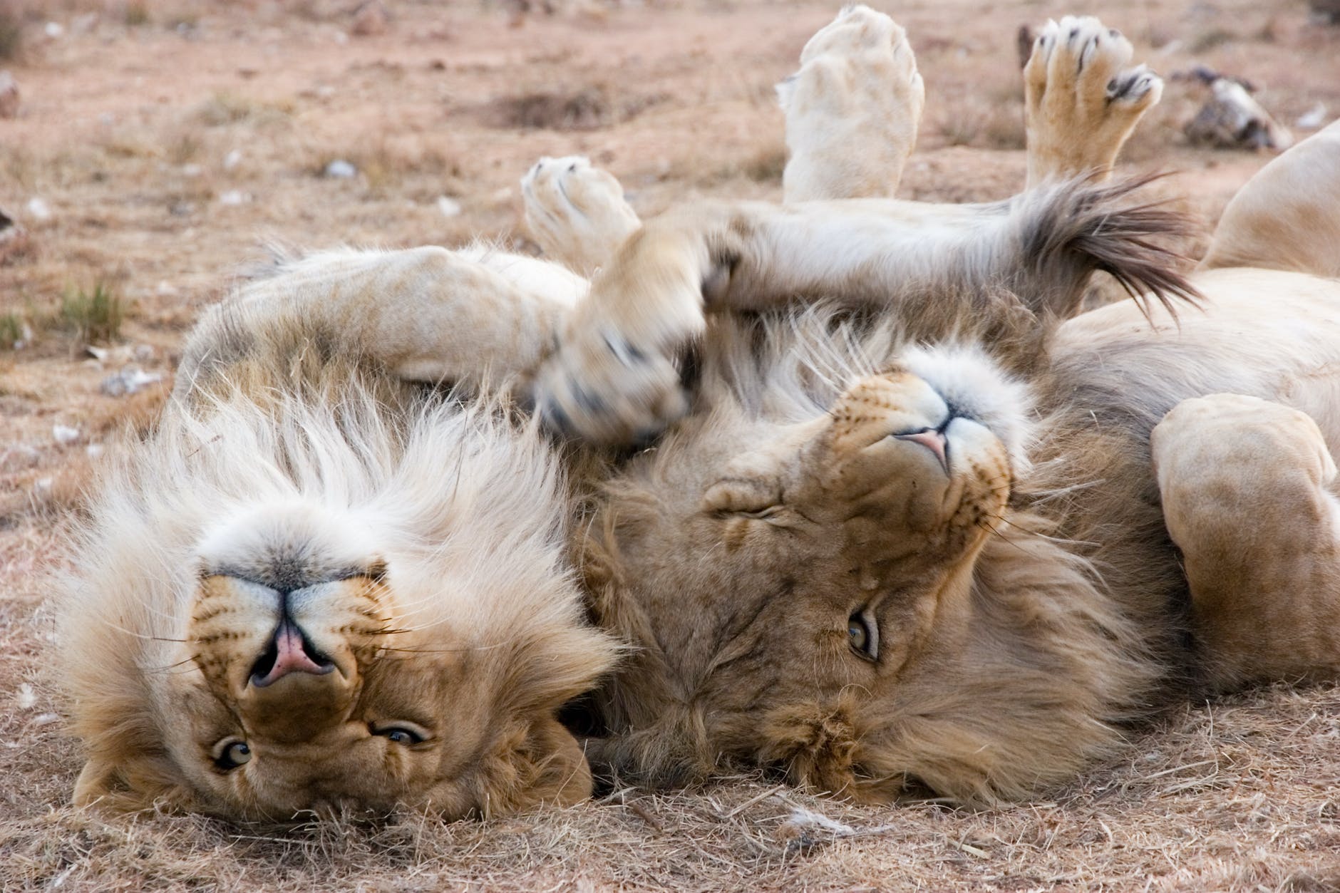 two gray lions laying on sand